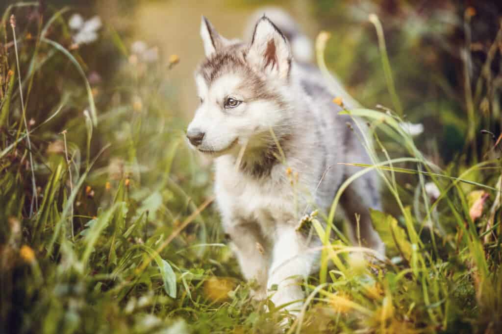 Photo of Cute Puppy Alaskan Malamute Run On Grass Garden