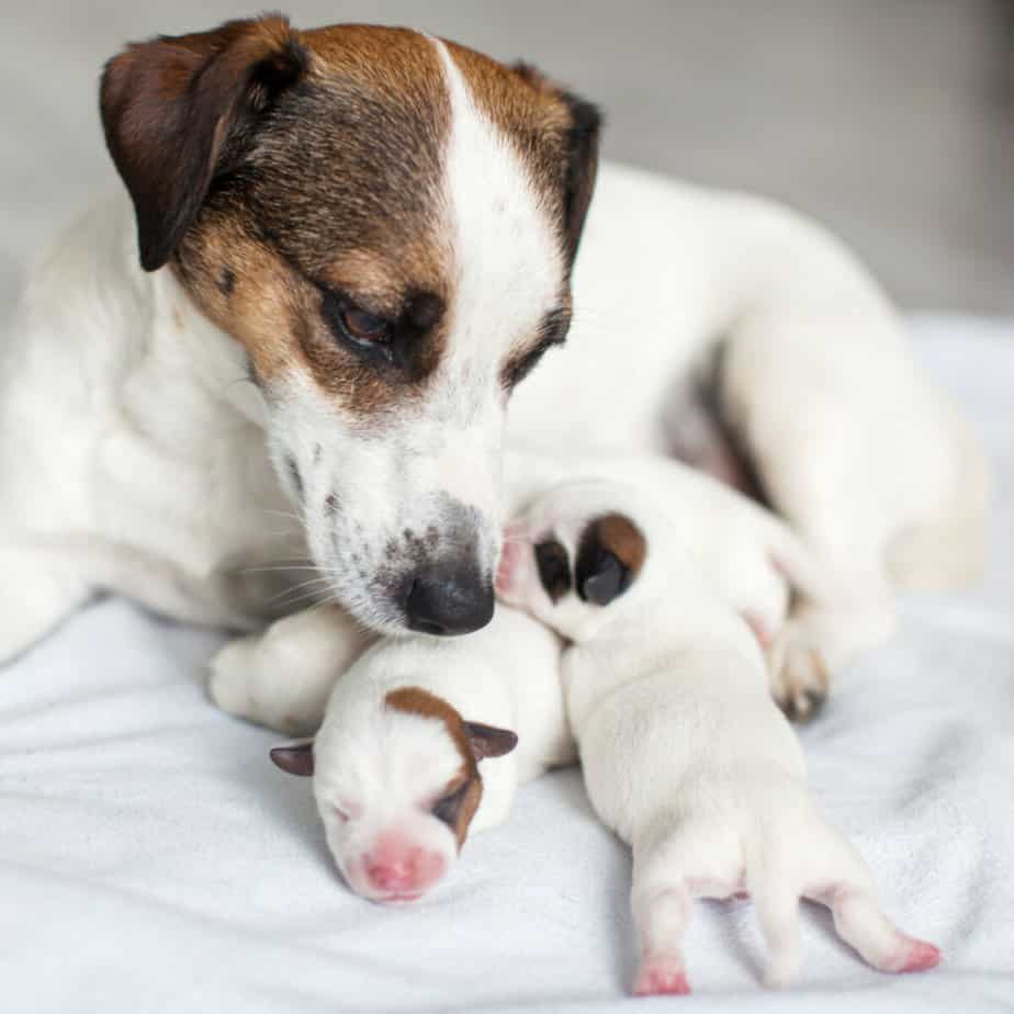 Photo of Newborn Puppy With Mother Dog