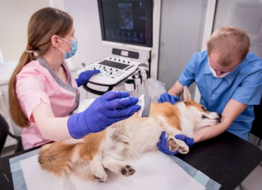 Photo of Veterinarian Team Examines The Corgi Dog Using Ultrasound