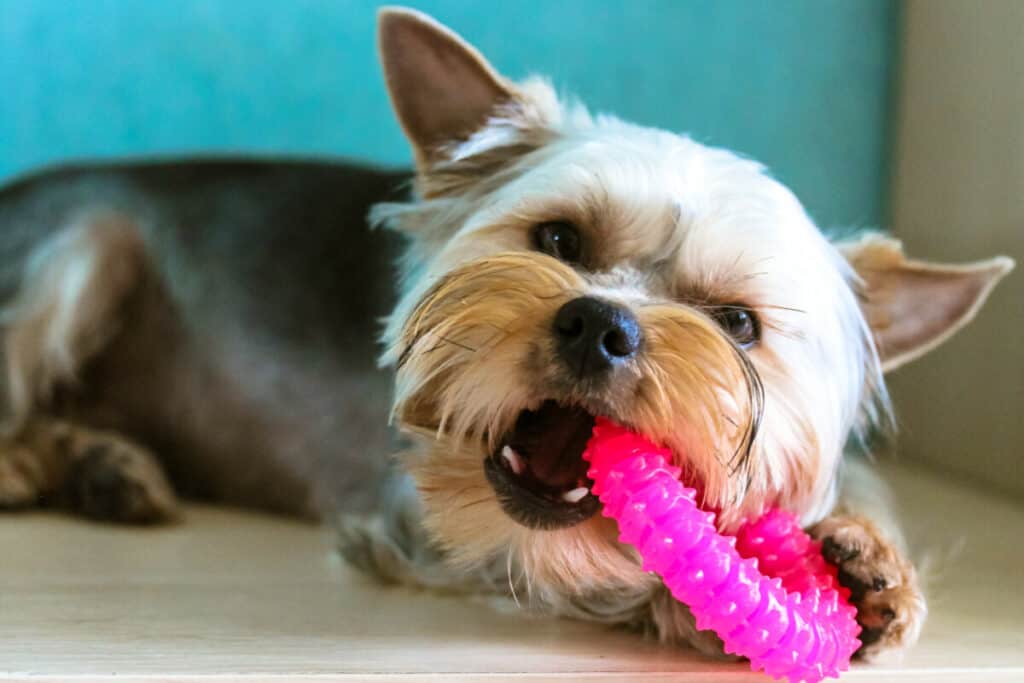 Photo of Funny Little Yorkshire Terrier Dog Chews On A Round Pink Rubber Pet Toy Lying On A Floor In A Home Interior. Cute Golden Brown Puppy, Doggy Has Fun, Playing, Chewing Plaything Indoors. Lovely Animal.