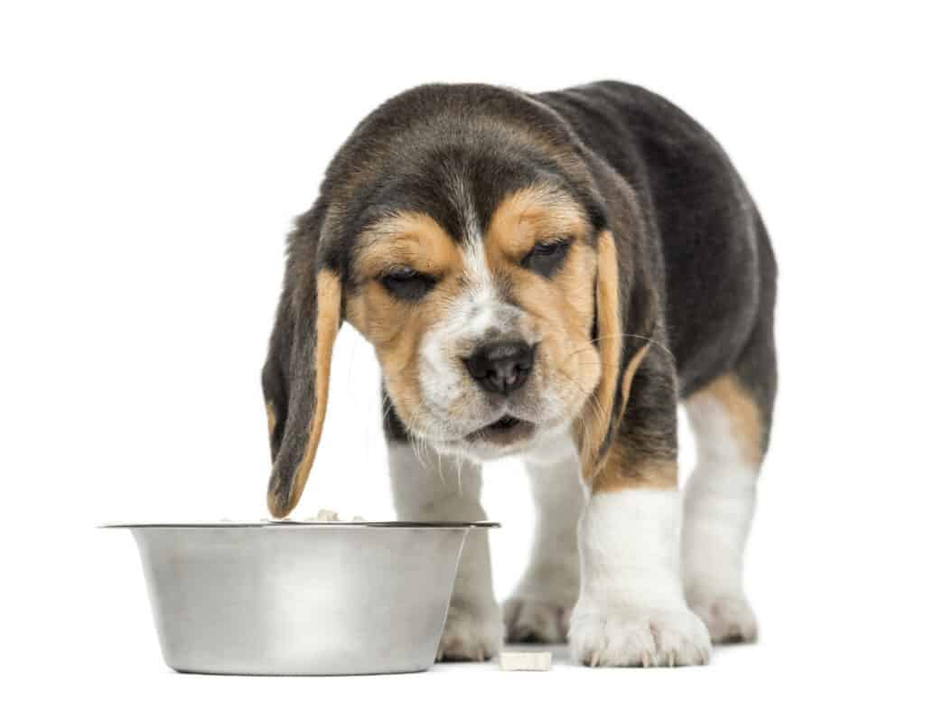 Photo of Front View Of A Beagle Puppy Looking Sick In Front Of His Bowl, Isolated On White