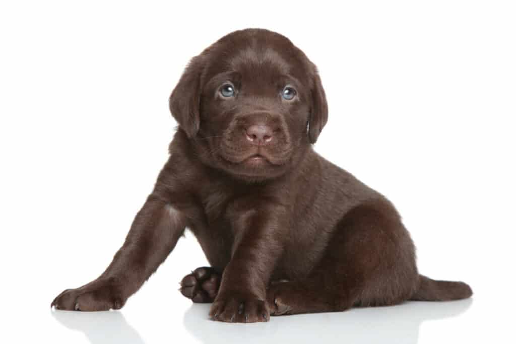 Photo of Chocolate Labrador Puppy