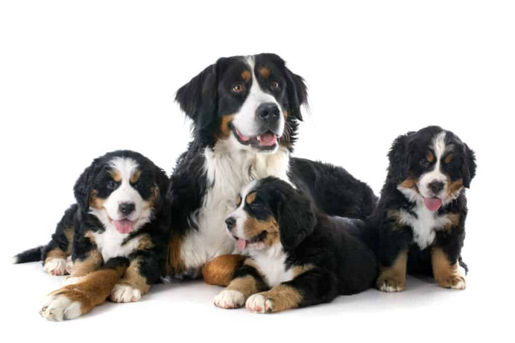 Photo of Puppies And Adult Bernese Moutain Dog