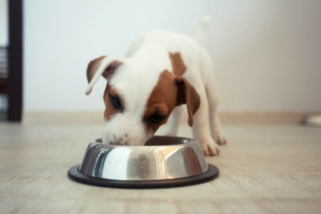 Photo of Puppy Eating
