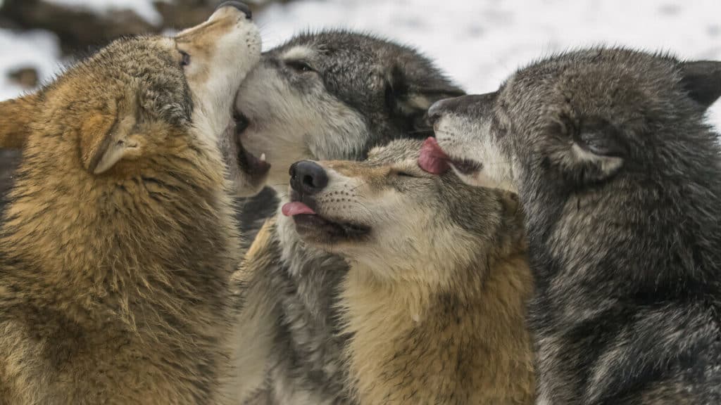 Photo of Tundra Wolves Stalking Prey