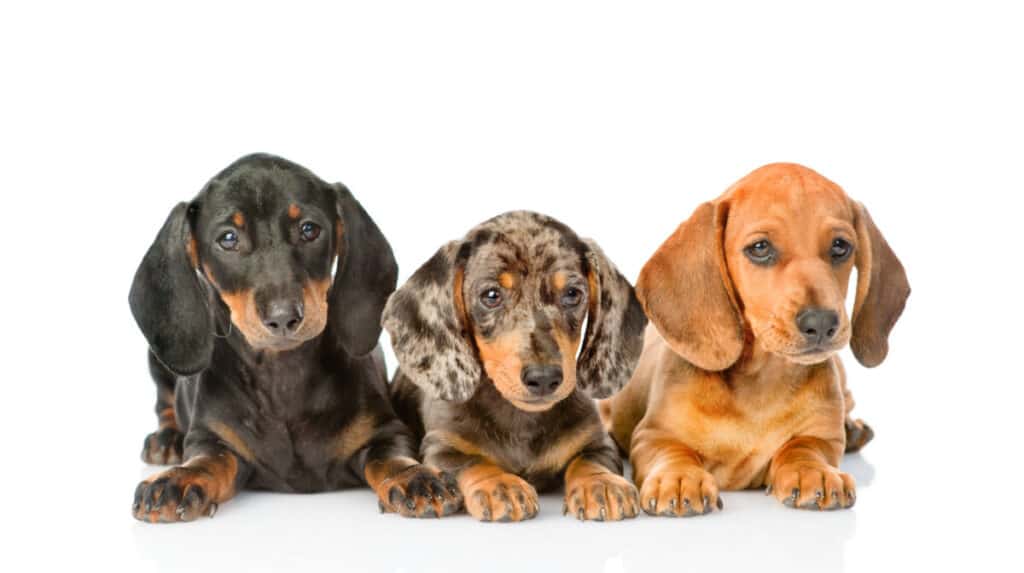 Photo of Group Dachshund Puppies Lying Together. Isolated On White Backgr