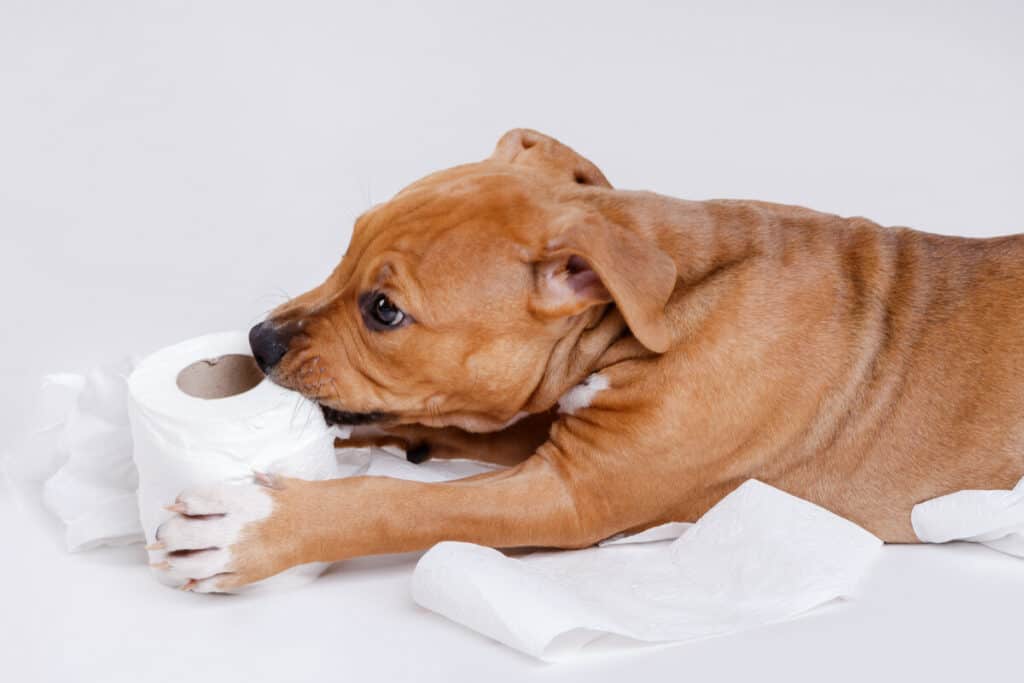 Photo of Staffordshire Terrier Puppy And Roll Of Toilet Paper