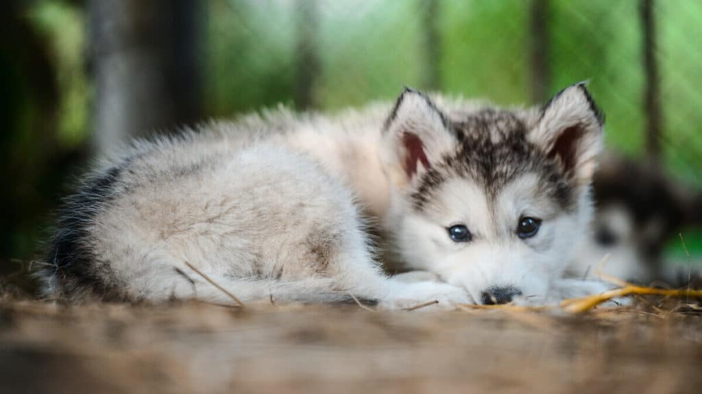 how much are alaskan husky puppies