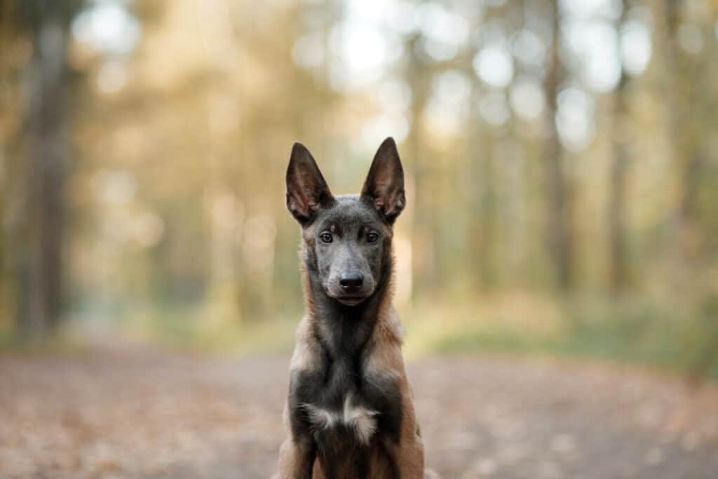 Photo of Puppy Dog Malinois In Nature