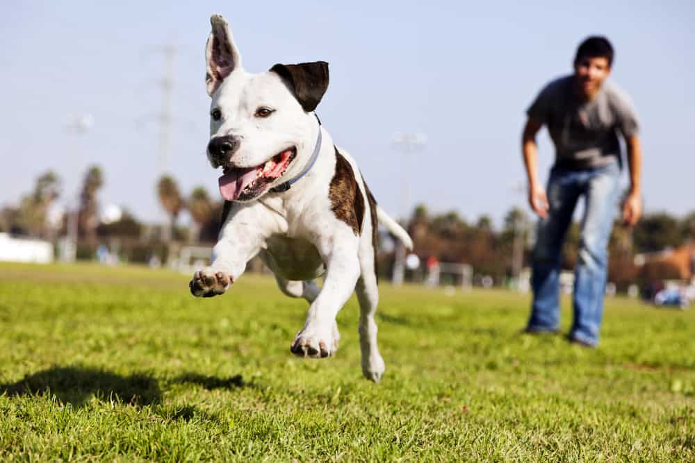 A Pitbull dog  mid-air, running after its chew toy with its owner standing close by.