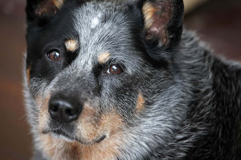 Close up of Blue heeler's face showing Bently Star