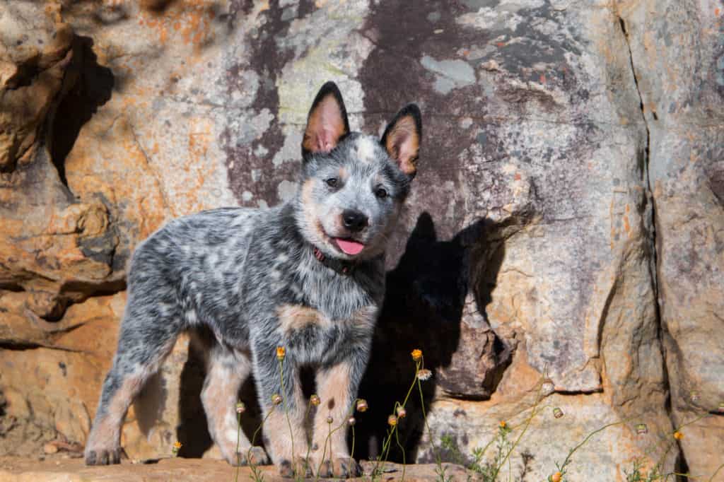 Blue Heeler Puppy standing on a rock