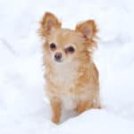 Puppy long-haired chihuahua sitting in the snow
