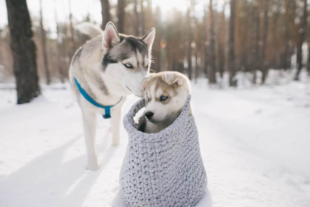 Husky puppy with mother in a snowy forest