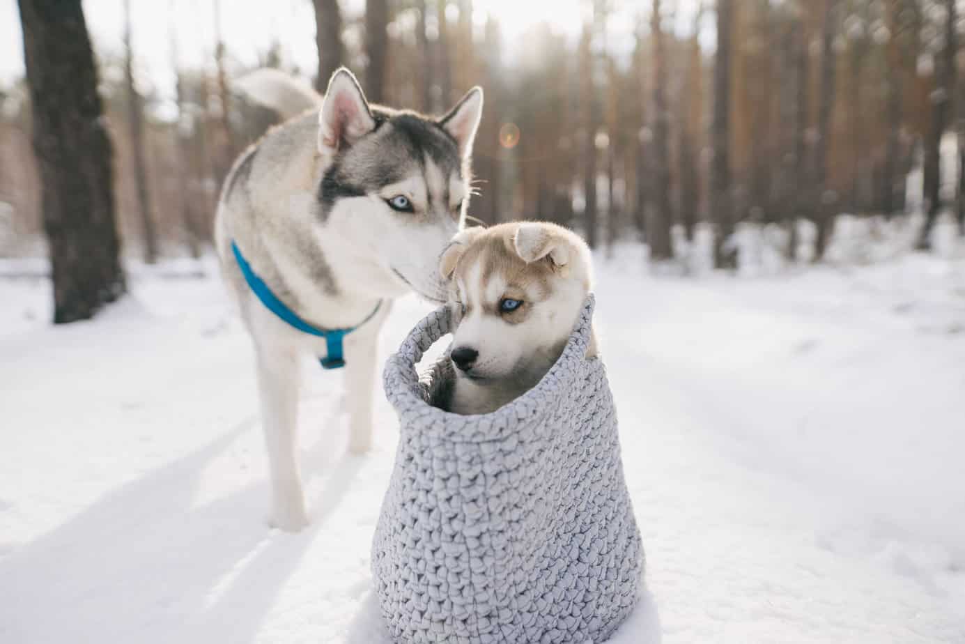 do huskies really like cold