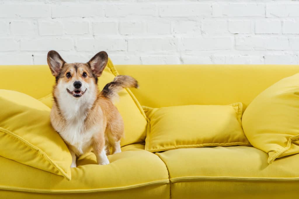 Corgi on a yellow couch against white wall