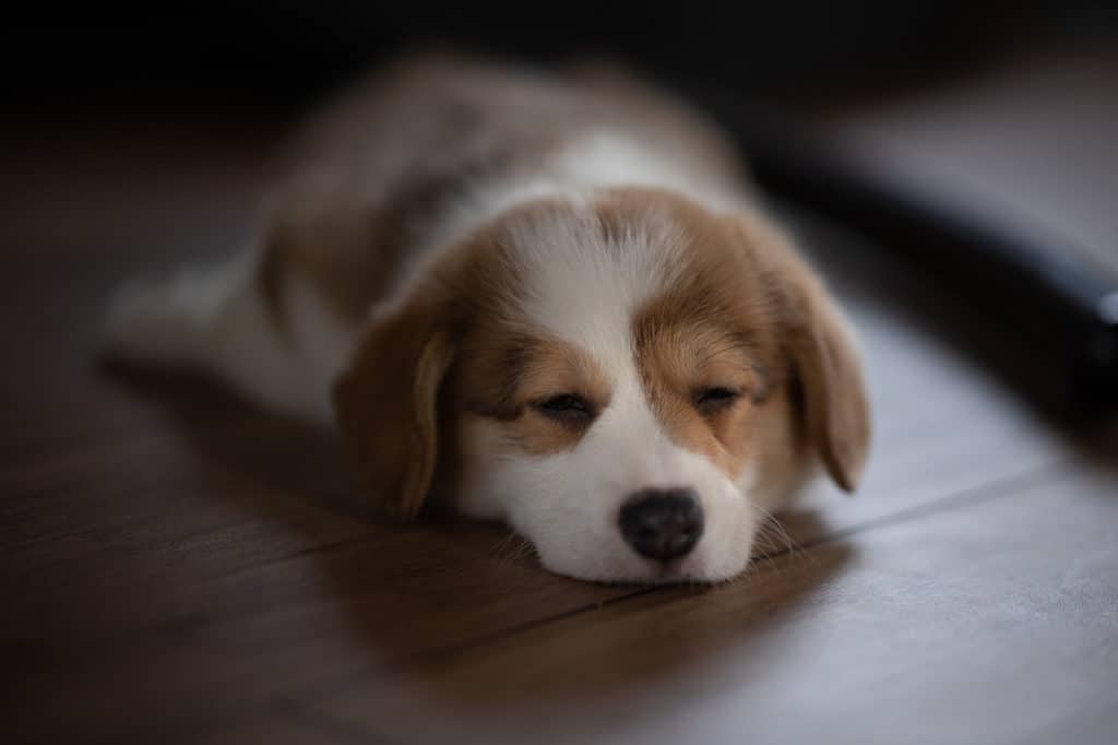 Corgi Puppy Sleeping on the Floor