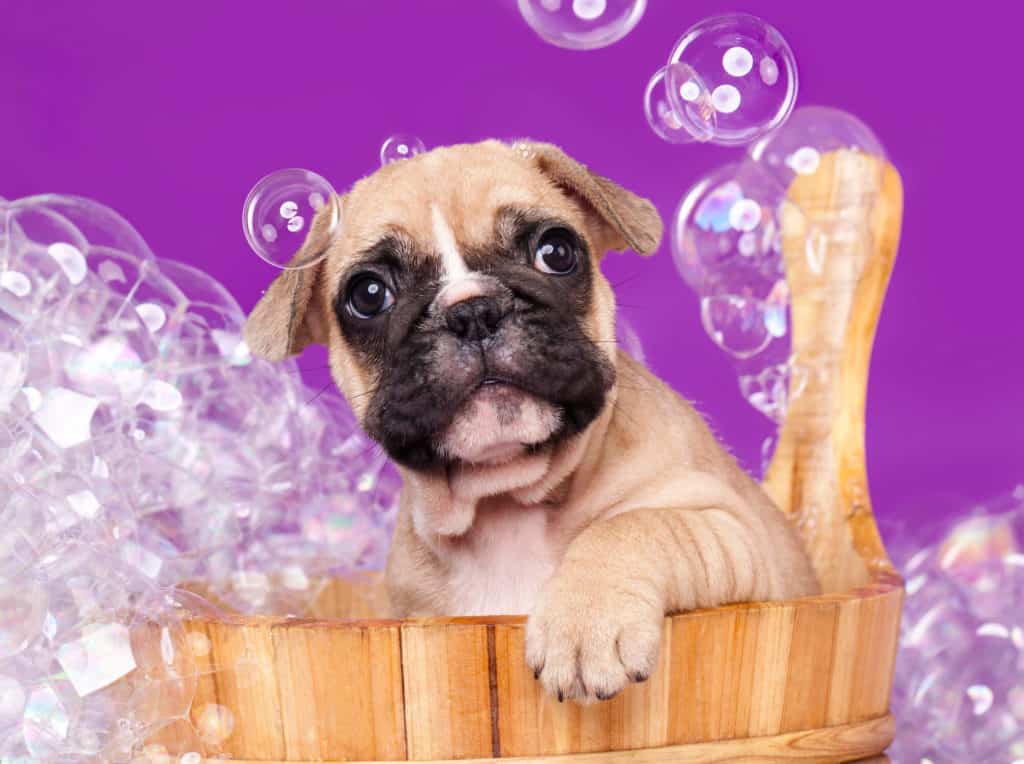 Puppy taking bath surrounded by detergent bubbles