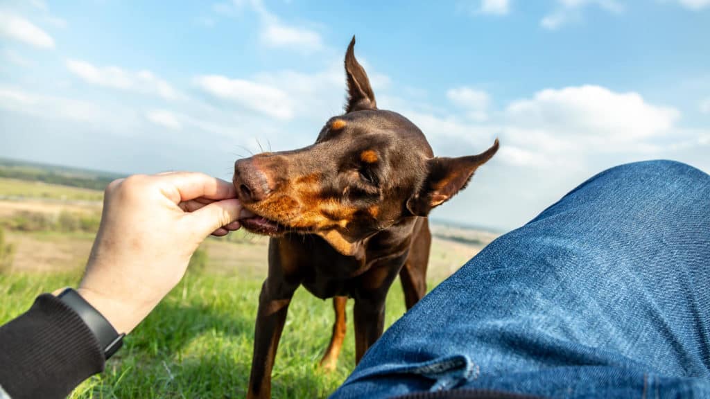 Man lying in grass feeing his Doberman puppy