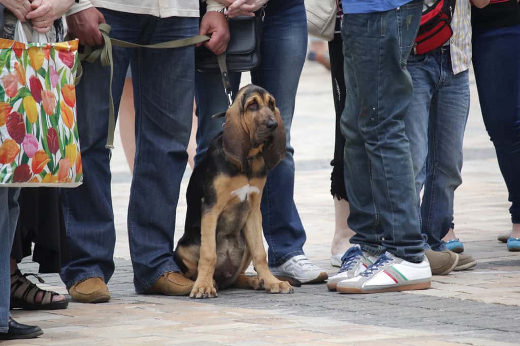 Dog In a Crowd of people on a busy street