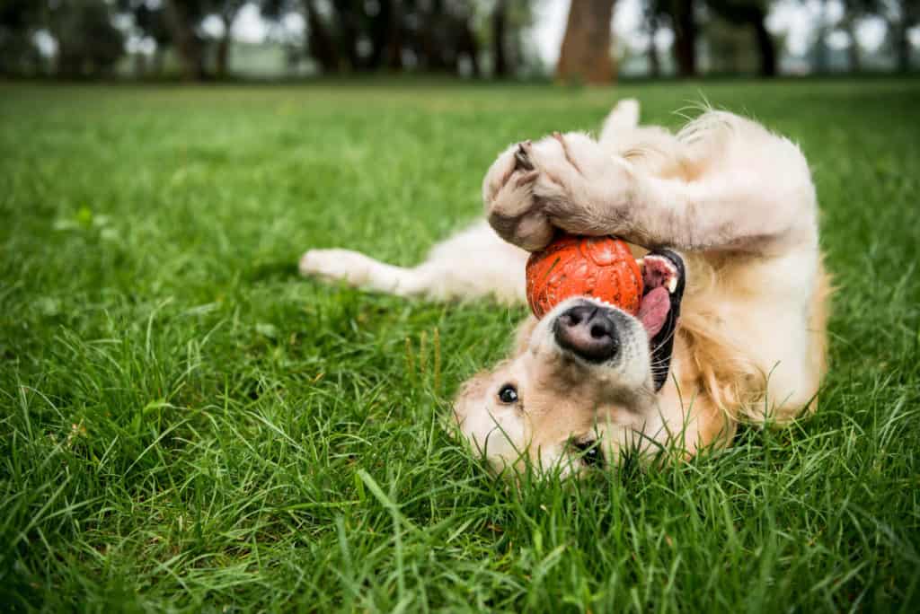 Golden retriever  playing with rubber ball on grass