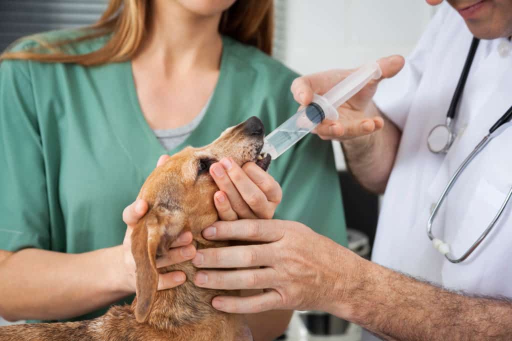 Male vet giving puppy medication by syringe while nurse helps