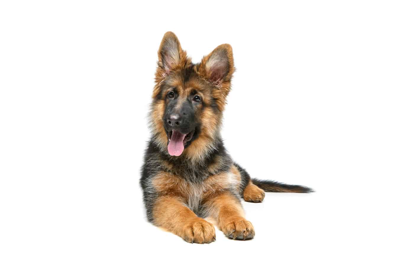 German Shepard Puppy laying against white background