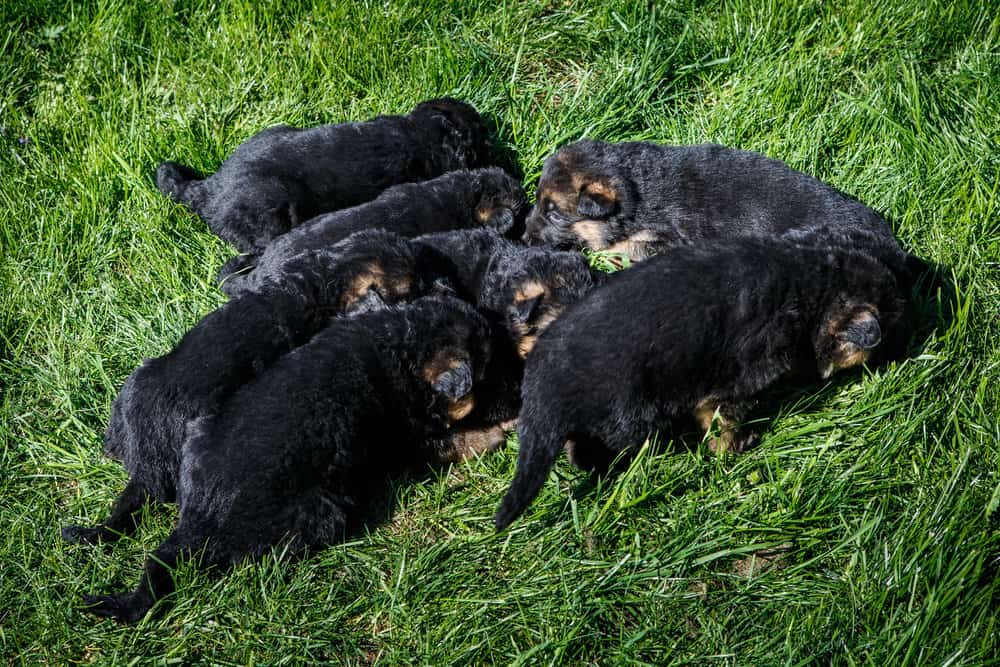 Closeup small black german shepherd puppies sleep on grass in a garden