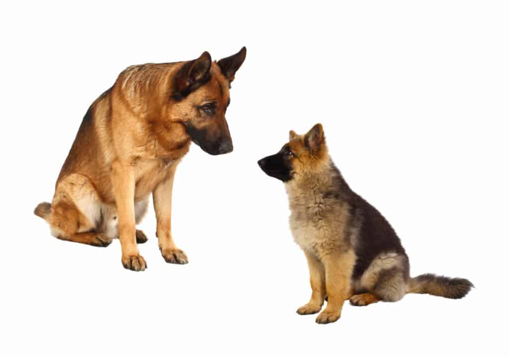German Shepard meeting puppy