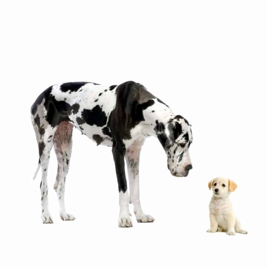 Great Dane looking at small puppy