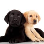 Two cute Labrador puppies Laying down and looking ahead