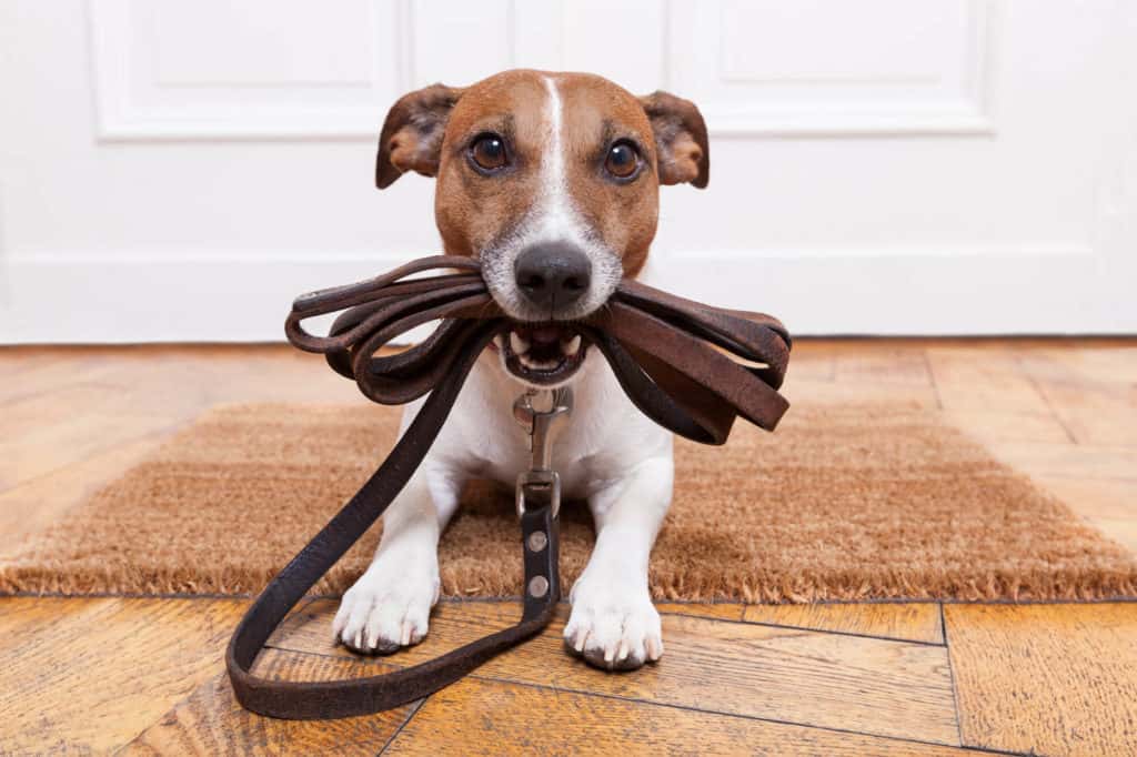 Dog holding leather leash in his mouth