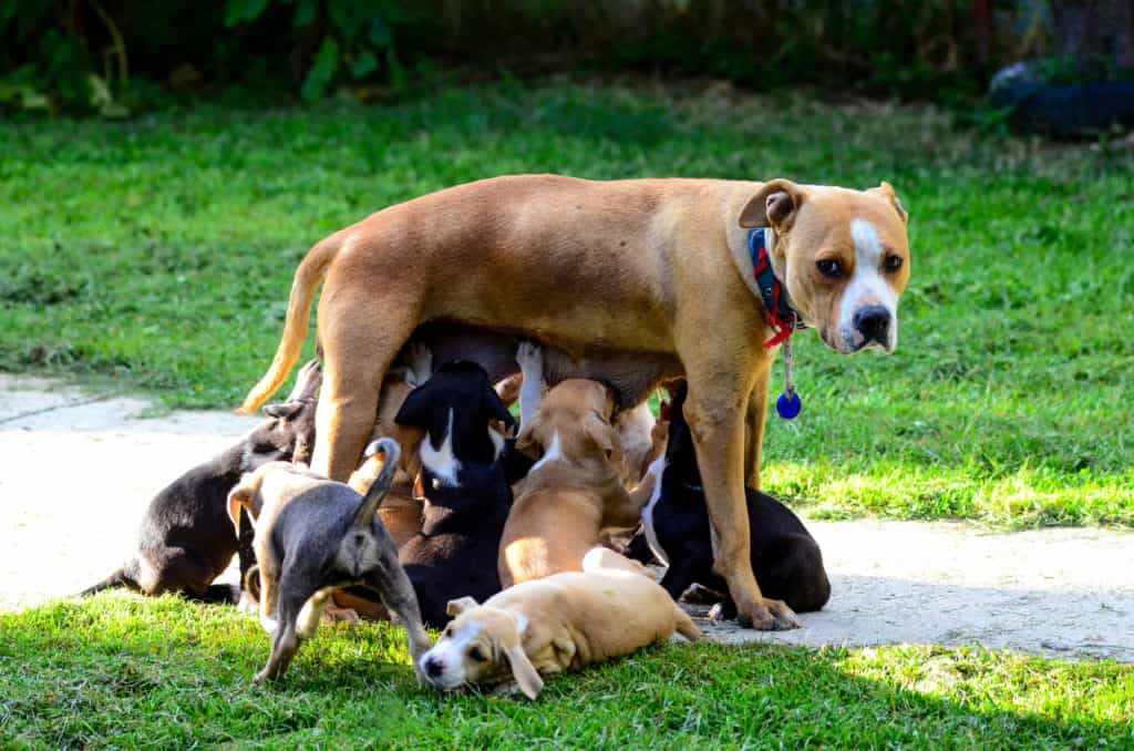 Mom nursing her puppies
