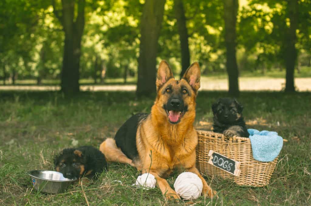 German Shepard with her puppies