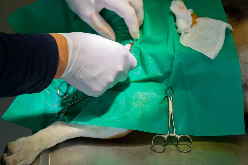 Dog castration by a veterinary surgeon