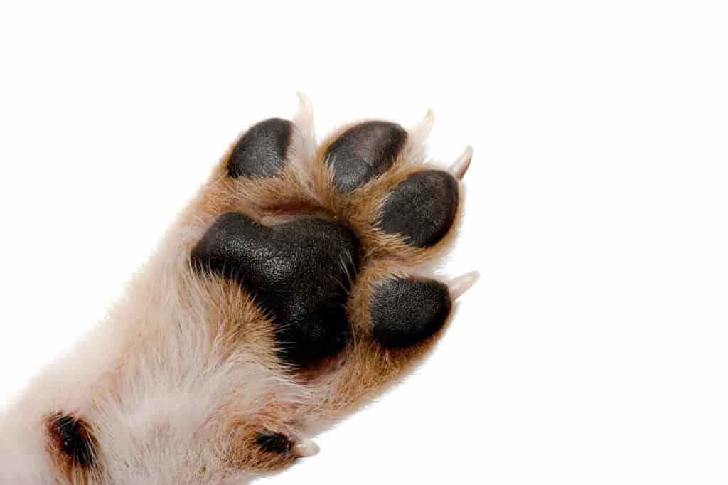 Close up of dog's paw