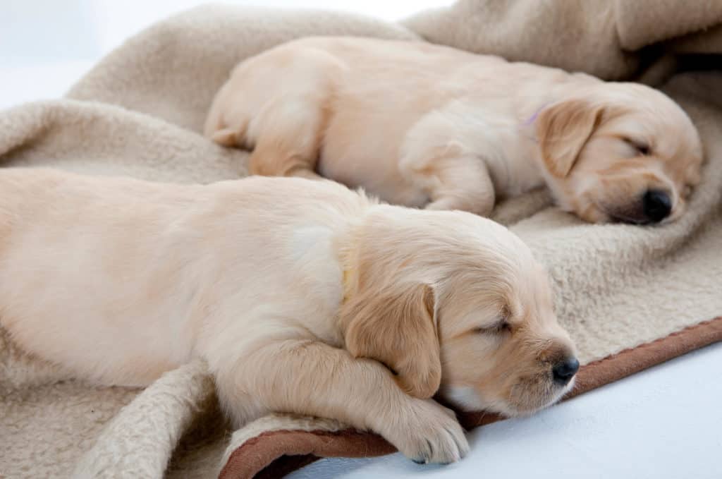 Golden Retriever puppies sleeping