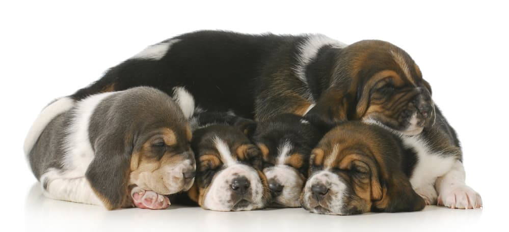 Litter of basset hound puppies sleeping
