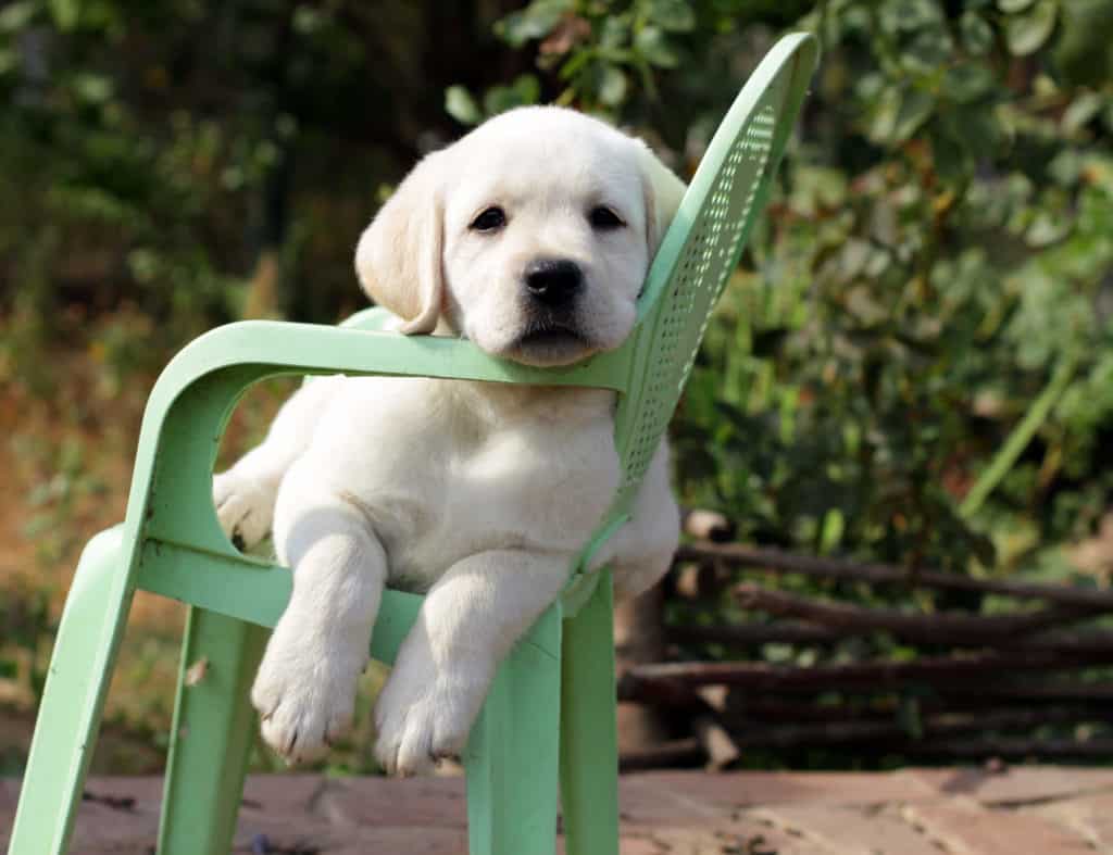 Puppy laying on a chair In Garden