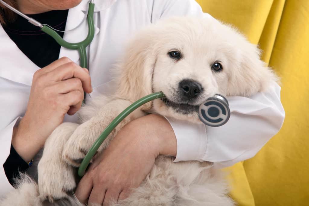 Puppy biting stethoscope while being held by vet