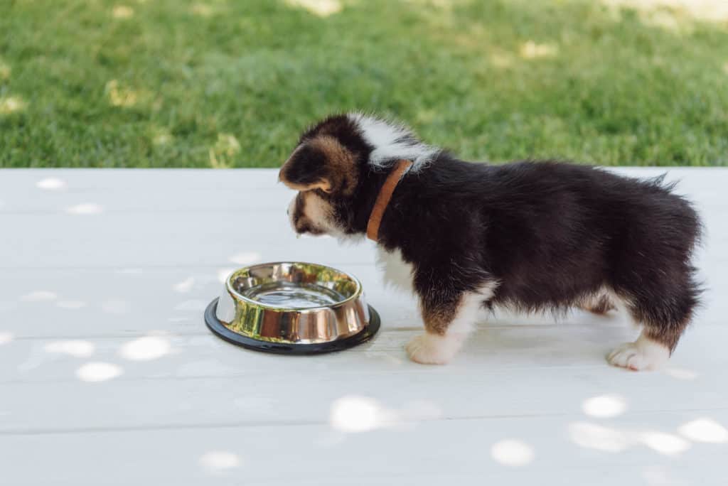 Cute fluffy corgi puppy drinking water from silver pet bowl