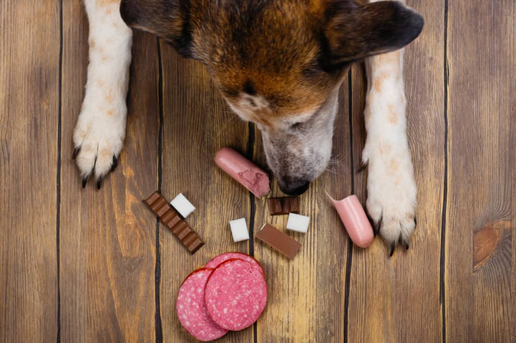 Dog eating banned food, unhealthy meal for animals.