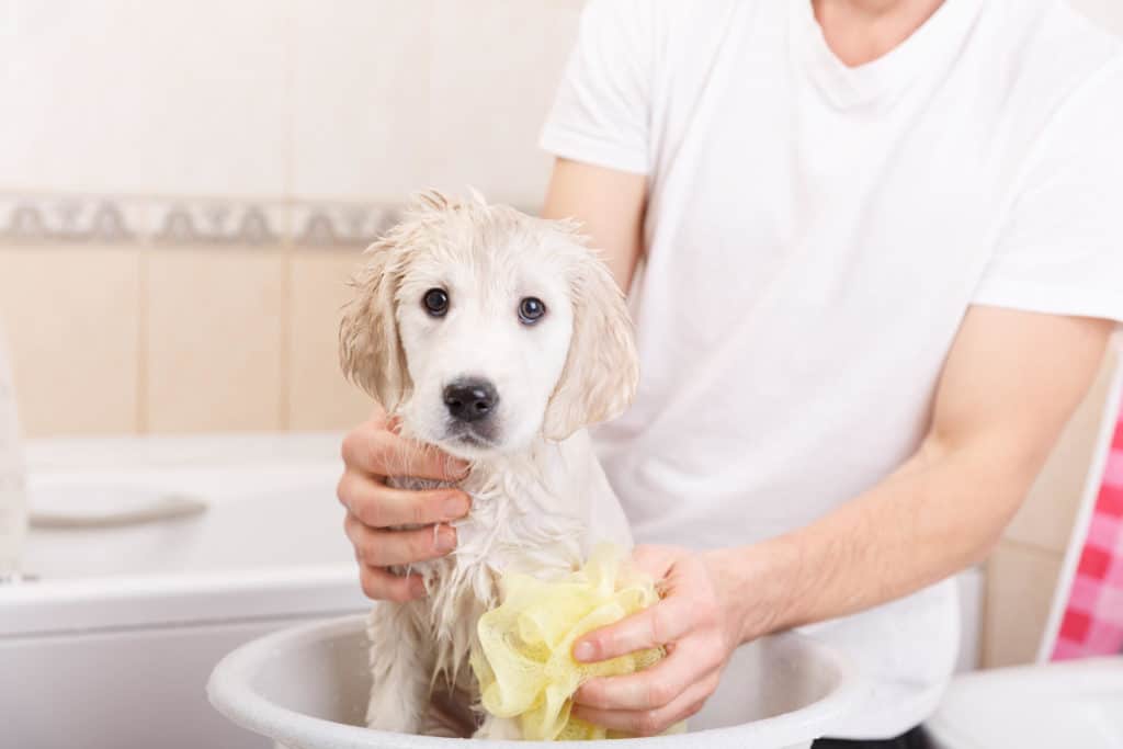 Man giving a golden retriever puppy a batch