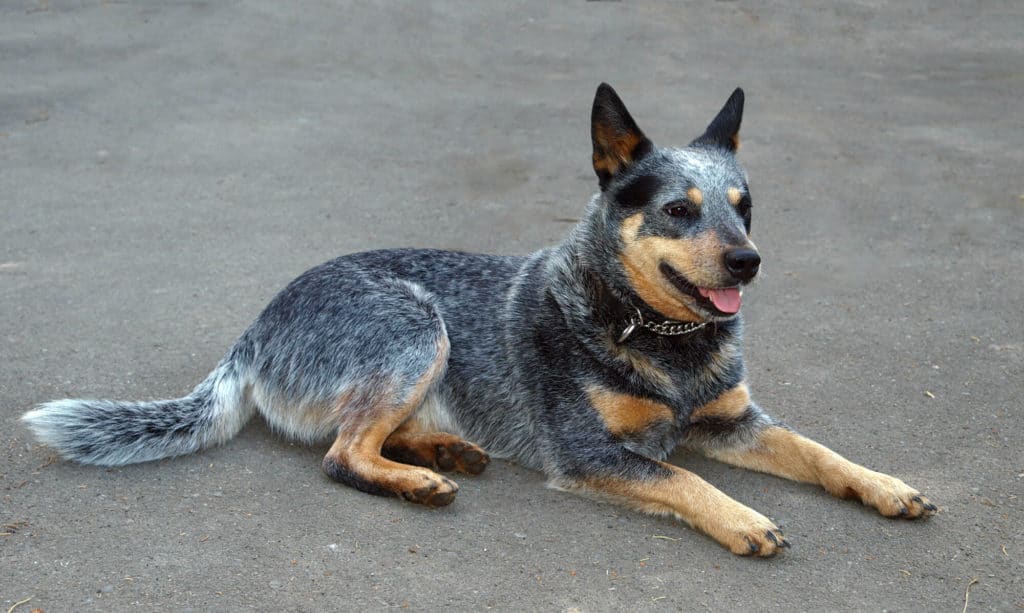 Blue Heeler laying on the ground