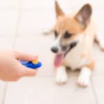 Dog obedience training with clicker