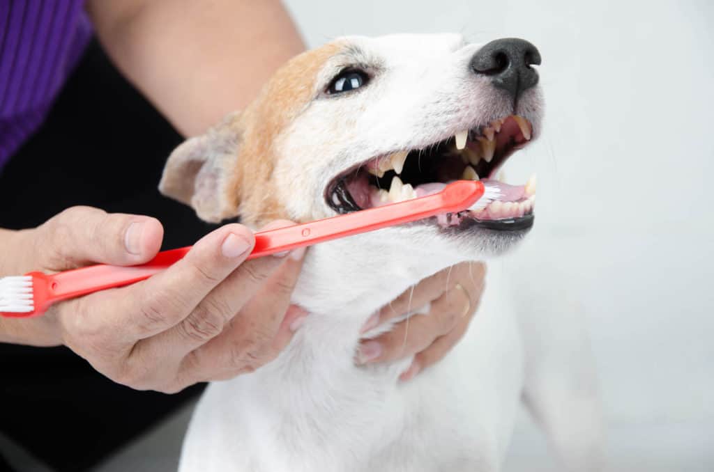 Brushing dog's teeth for dental care