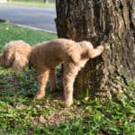 Male poodle urinating pee on tree trunk in public park