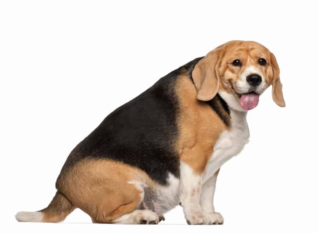 Fat Beagle sitting in front of white background