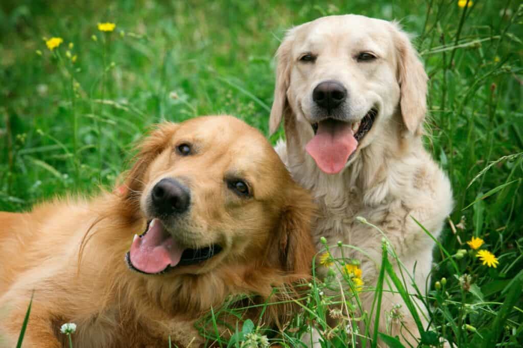 Photo of Happy Doggos X 