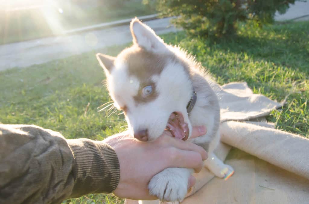 Husky puppy biting owner's hand